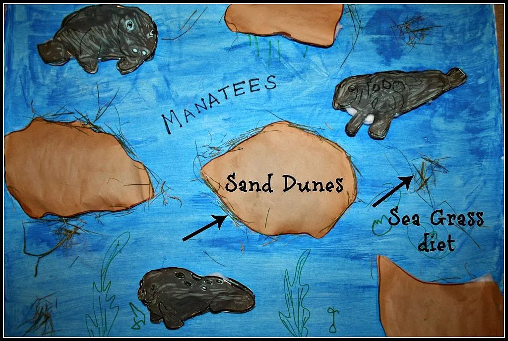 Manatee Poster with Cotton Balls