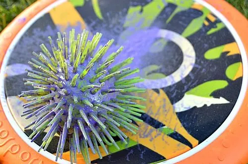 sports disks with paint