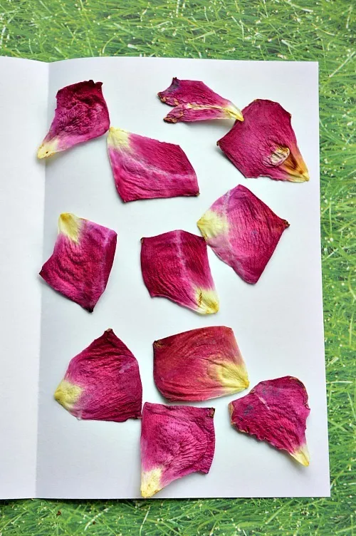 microwave flower pressing