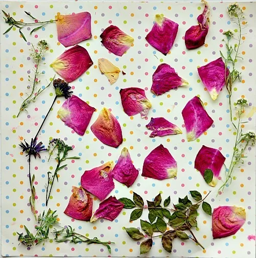 pressed flowers on display