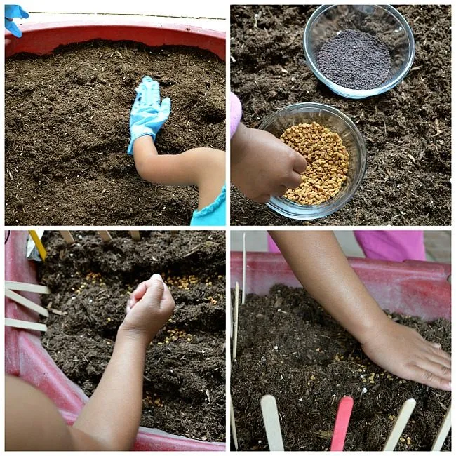 growing fenugreek and mustards