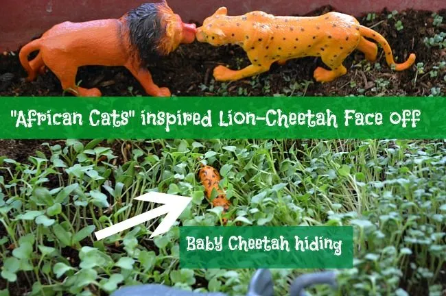 lion cheetah fight small world play