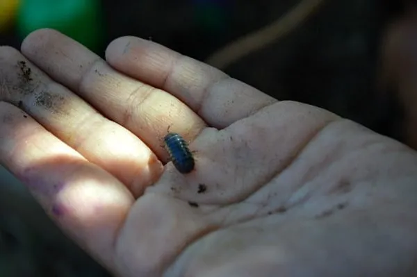 finding bugs