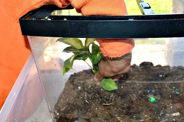 planting with kids
