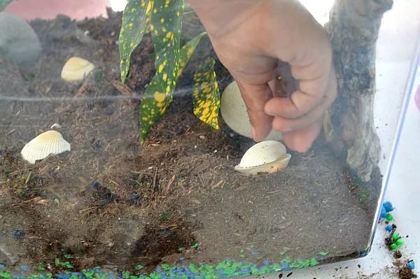 decorating inside the terrararium