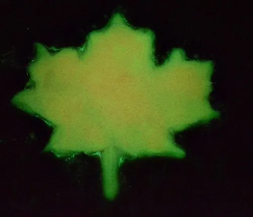 glowing leaf