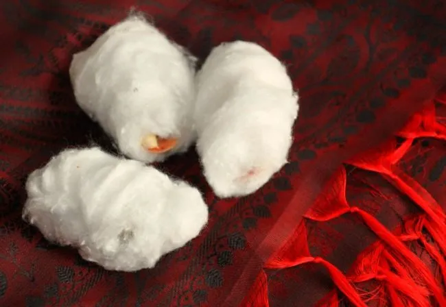 silkworm