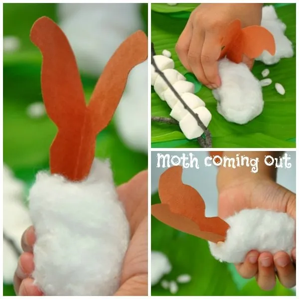 life cycle of eri silkworm