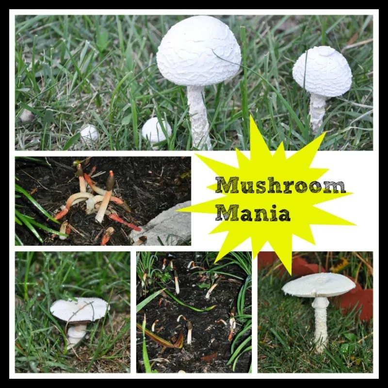 Mushroom Mania