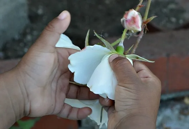 collecting white roses for scavenger hunts