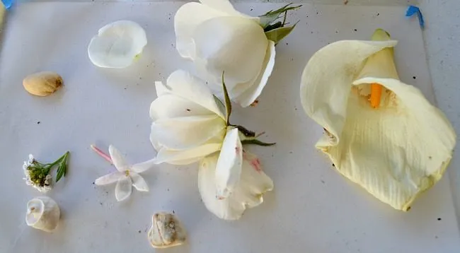 beautiful white