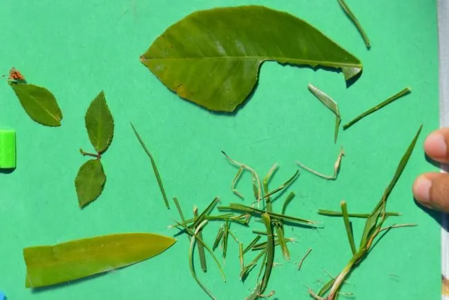 green color nature bits