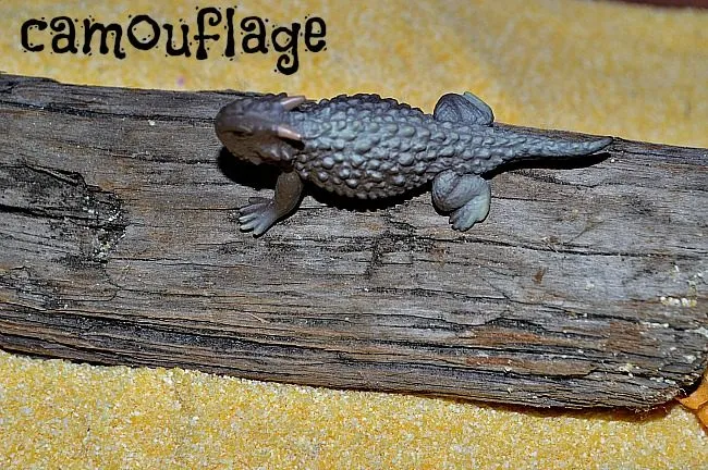 animal activities - camouflage