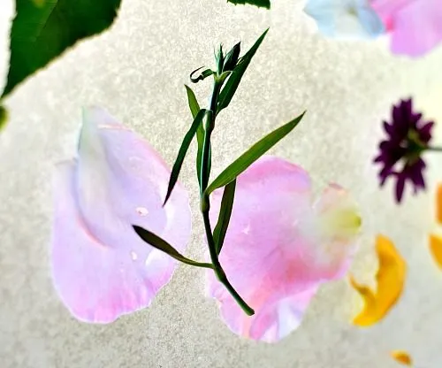 spring activities for kids sticky butterfly
