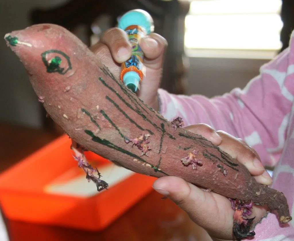 Sweet Potato Bird