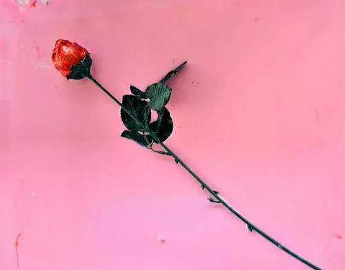 rose scented goop recipe